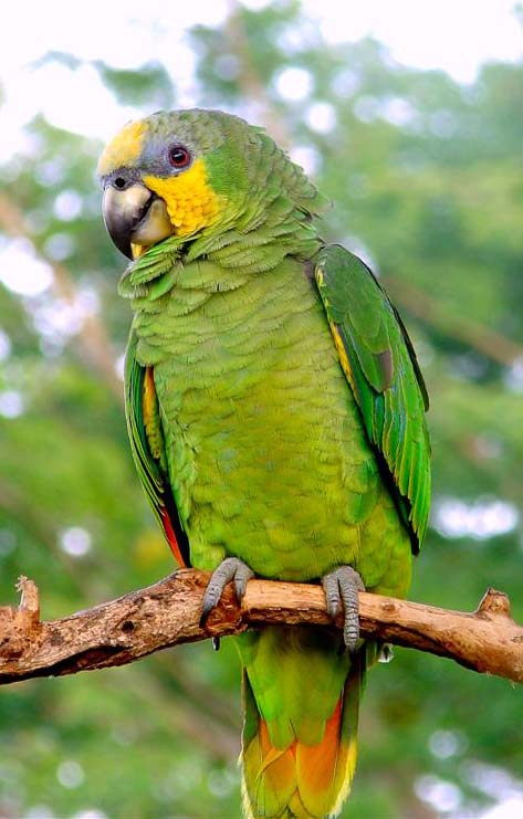 Amazona amazonica